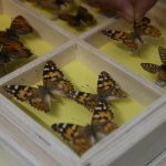 Tokat Üniversitesi'nin “böcek müzesi”nde binin üzerinde tür sergileniyor.