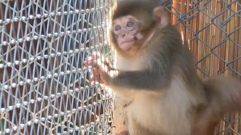 ‘Küçük’ yeni evinde – Son Dakika Haberi