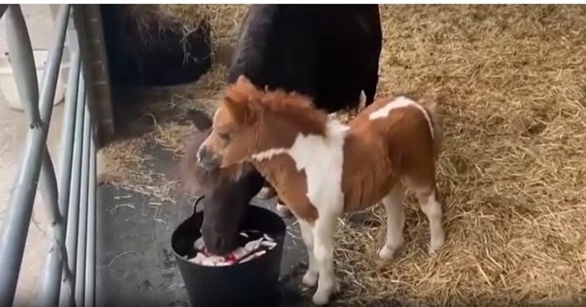 Video. İngiltere’nin en minik Shetland midillisi Pam, kalpleri fethediyor