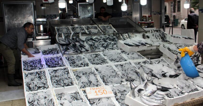 Sinop'ta tezgahlar hamsiyle doldu