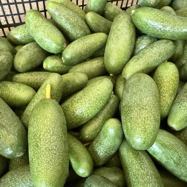 Antalya’dan Dünyaya: Rekolte Bu Yıl Zirveye Çıkacak!