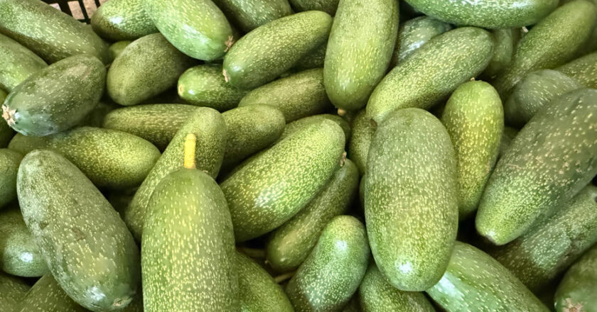 Antalya’dan Dünyaya: Rekolte Bu Yıl Zirveye Çıkacak!