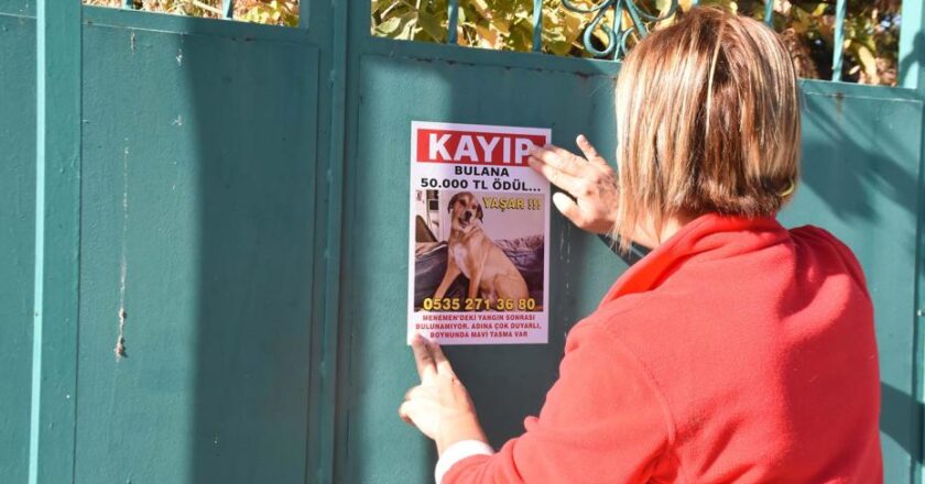 Kayıp köpeğini bulan kişiye 50 bin lira ödül!